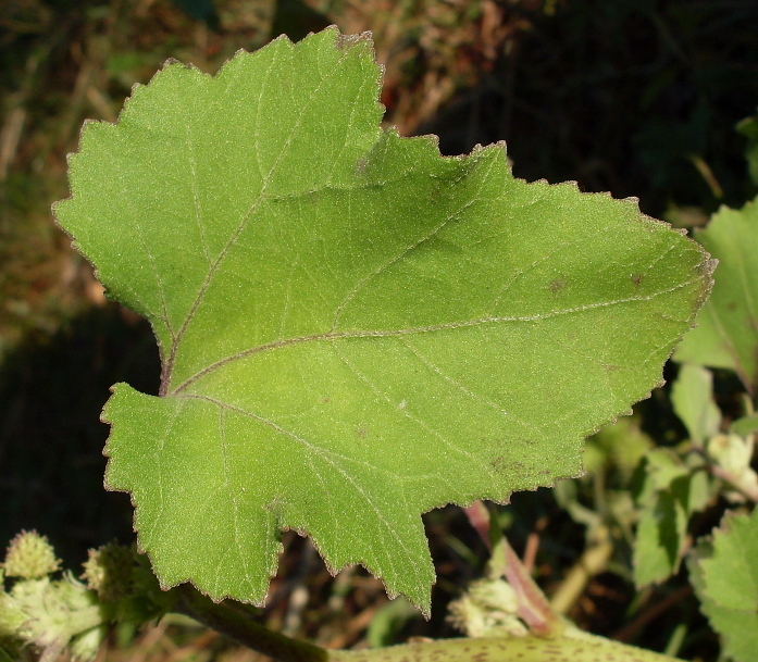 Image of Xanthium orientale specimen.