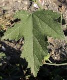 Althaea armeniaca