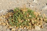 Physalis crassifolia. Расцветающее растение с прошлогодними побегами с плодами. США, Калифорния, Joshua Tree National Park. 19.02.2014.
