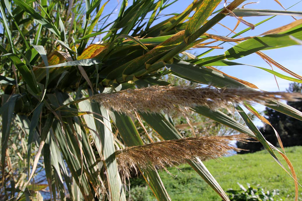 Изображение особи Arundo donax.