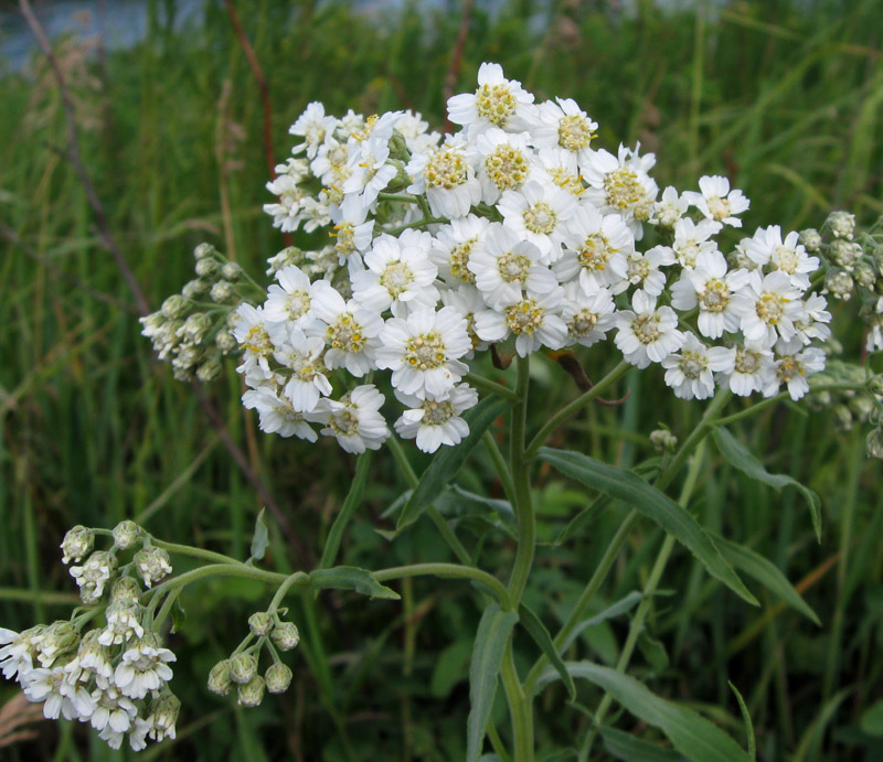 Белые полевые цветы фото с названиями и описанием