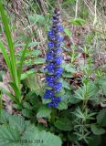 Ajuga reptans