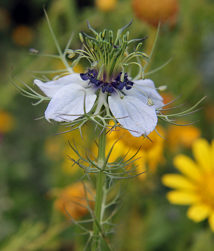 Image of Nigella damascena specimen.