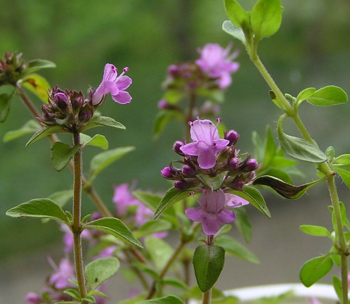 Изображение особи Thymus komarovii.