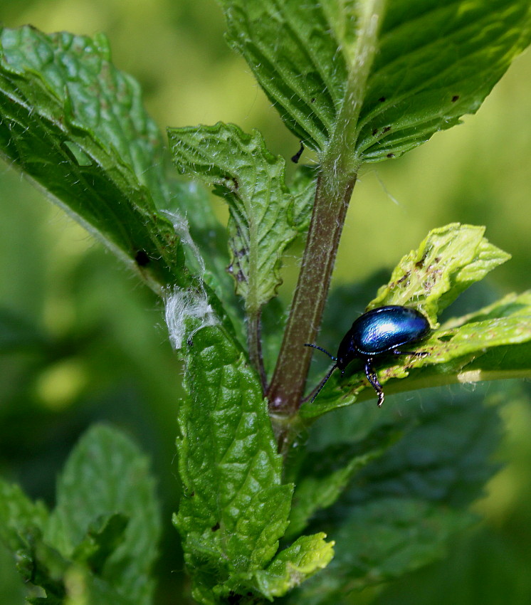 Image of Mentha spicata specimen.