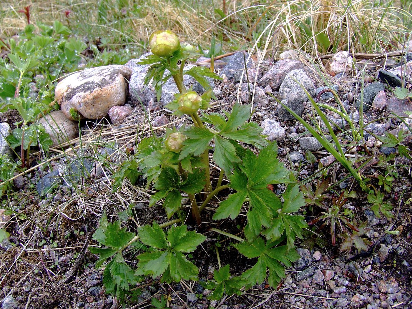 Image of Trollius europaeus specimen.