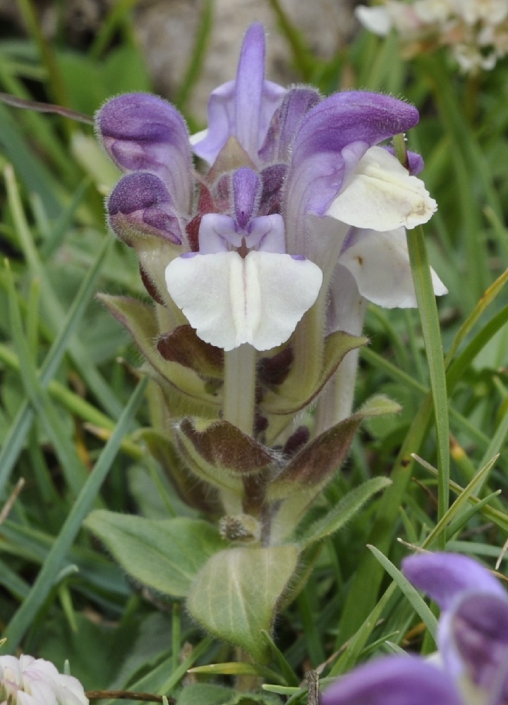 Изображение особи Scutellaria alpina.