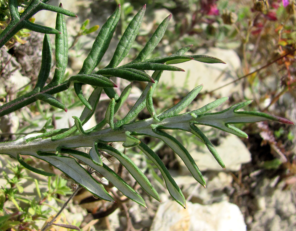 Image of Jurinea arachnoidea specimen.