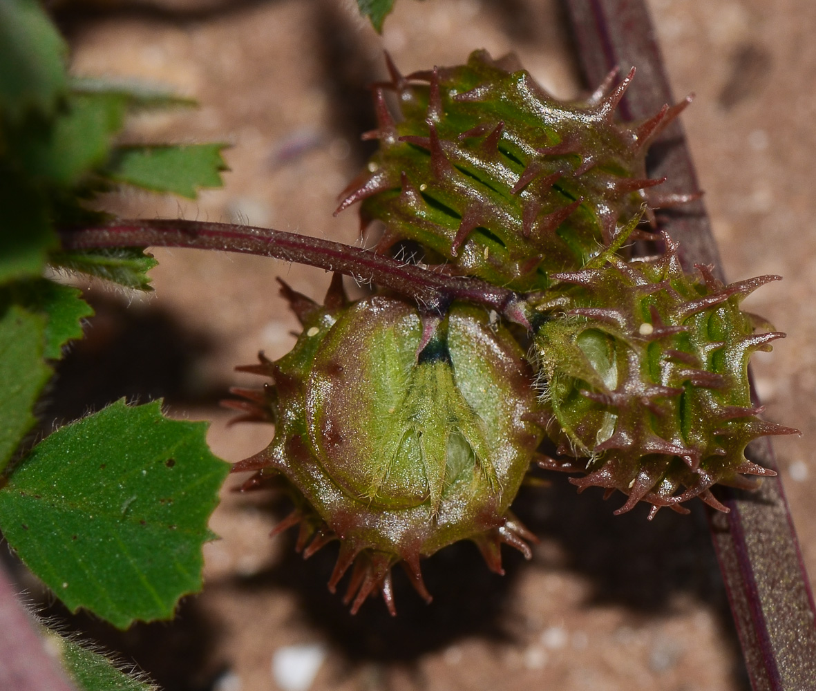 Image of Medicago littoralis specimen.