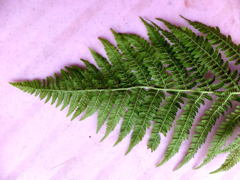 Image of Athyrium filix-femina specimen.