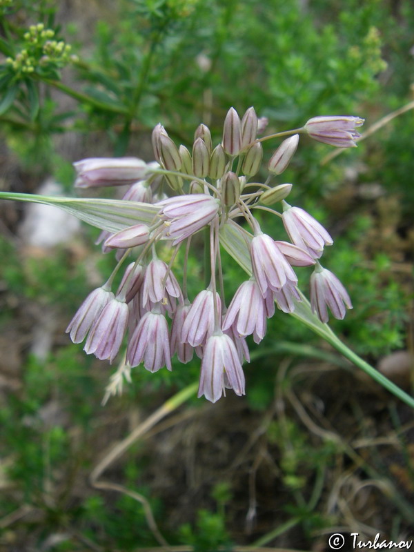 Image of Allium paniculatum specimen.