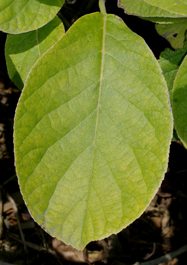 Image of Ehretia bakeri specimen.