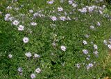 Symphyotrichum cordifolium. Цветущие растения ('Blue Heaven'). Германия, г. Крефельд, Ботанический сад. 06.09.2014.