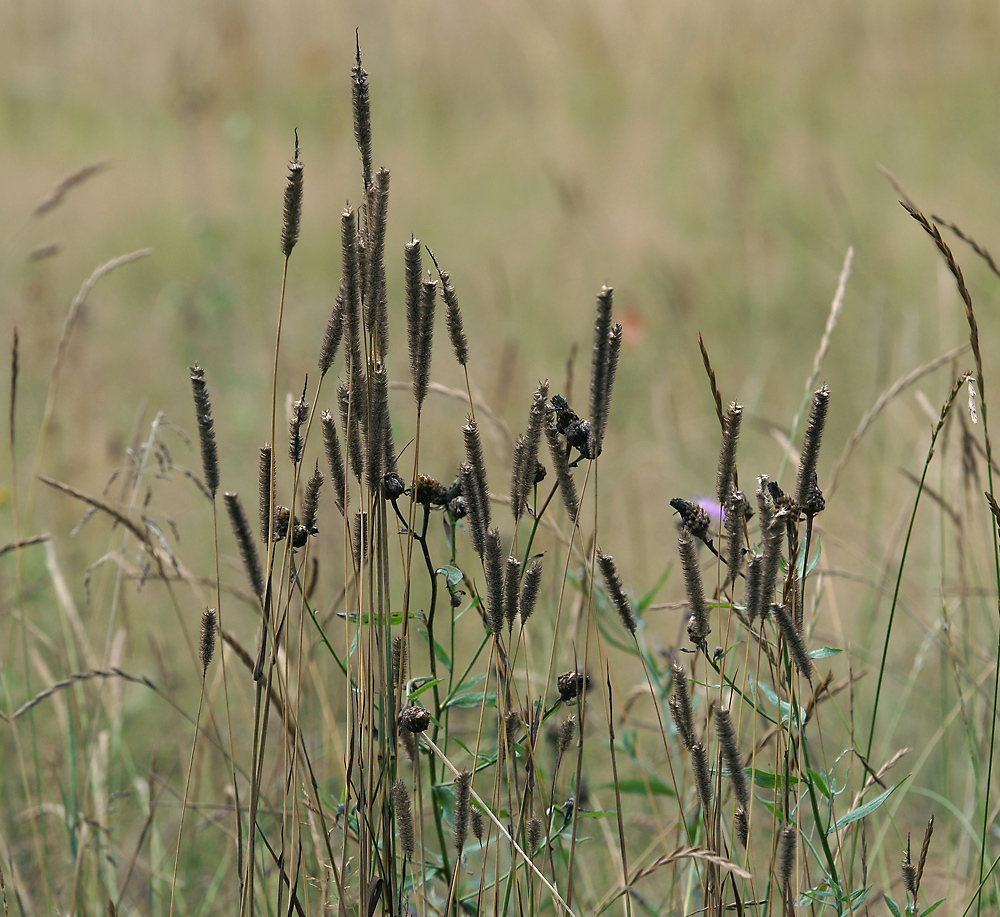 Изображение особи Phleum pratense.