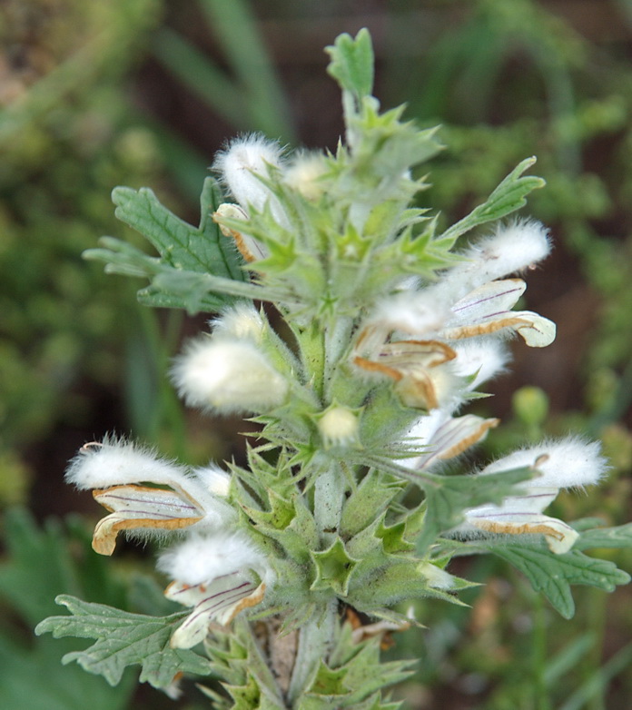 Image of Panzerina lanata specimen.