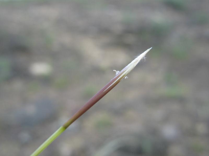 Image of Stipa anomala specimen.