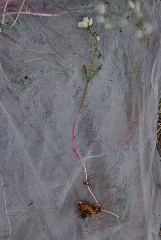 Image of Claytonia tuberosa specimen.