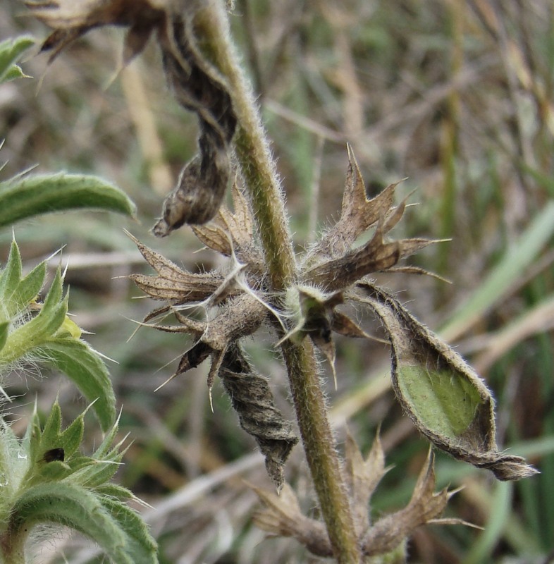 Image of Sideritis montana specimen.