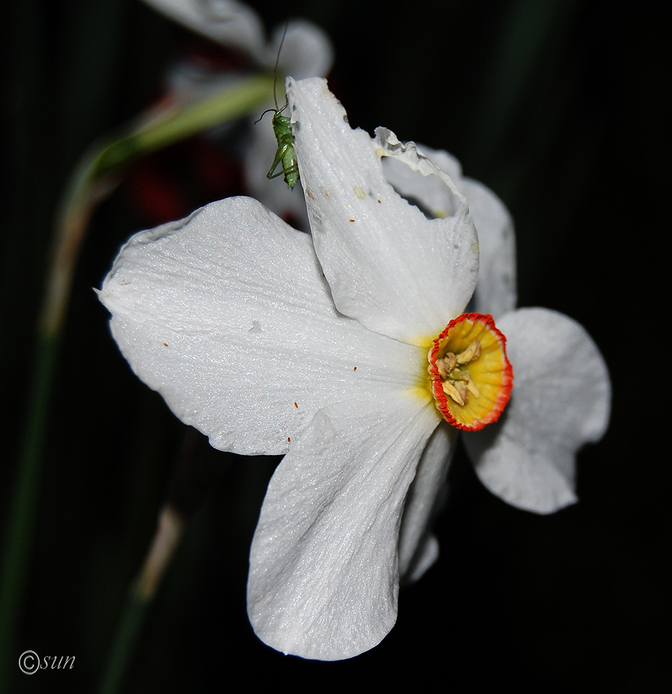 Изображение особи Narcissus poeticus.