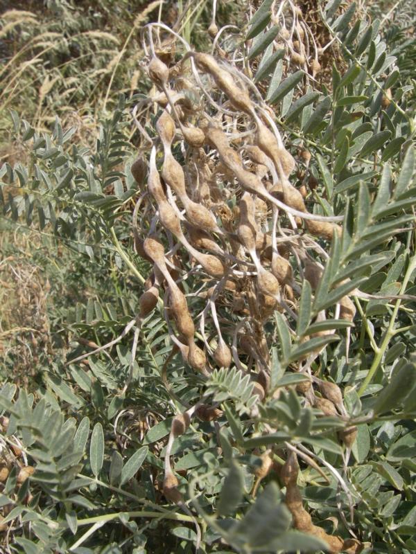 Image of Pseudosophora alopecuroides specimen.