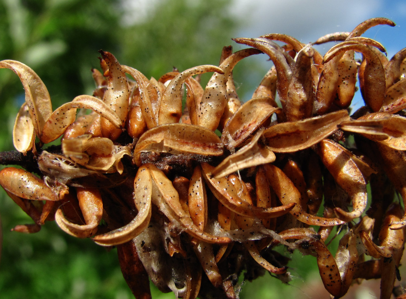 Image of Salix pentandra specimen.