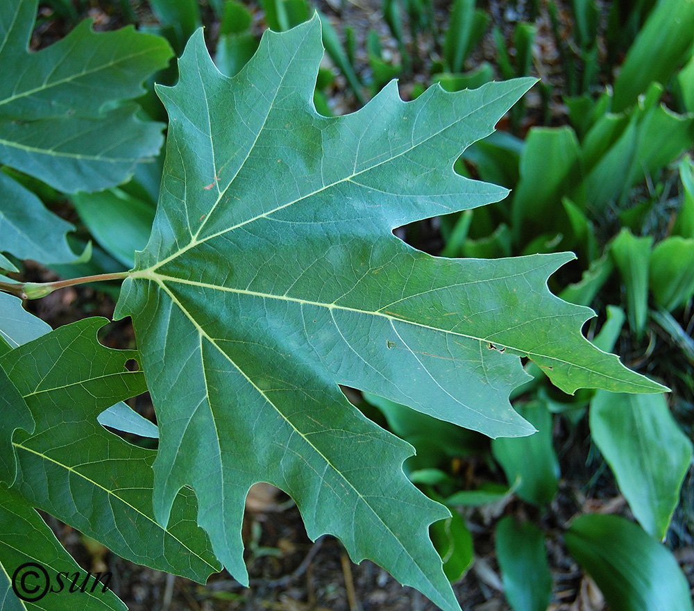 Image of Platanus orientalis specimen.