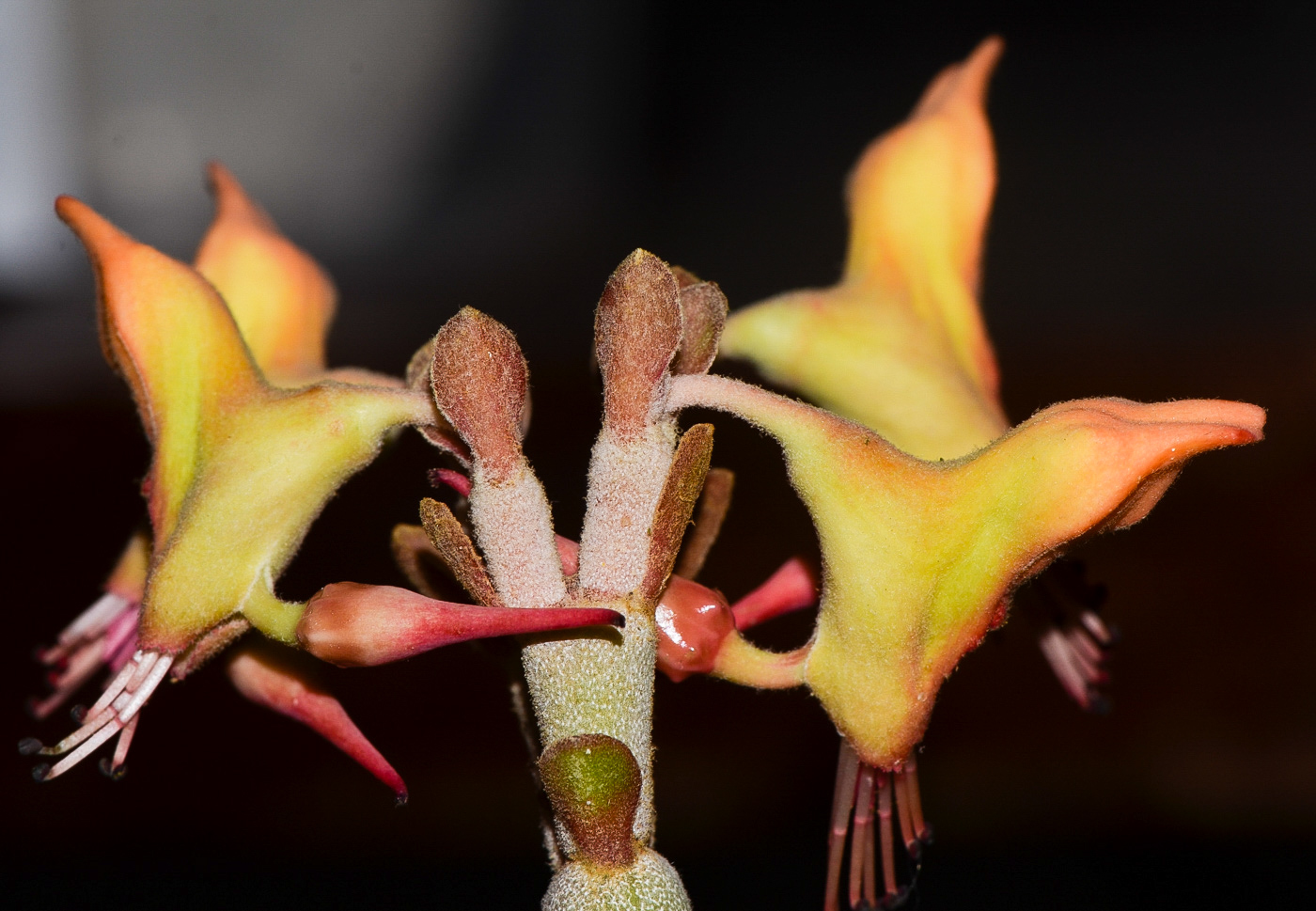 Image of Euphorbia lomelii specimen.