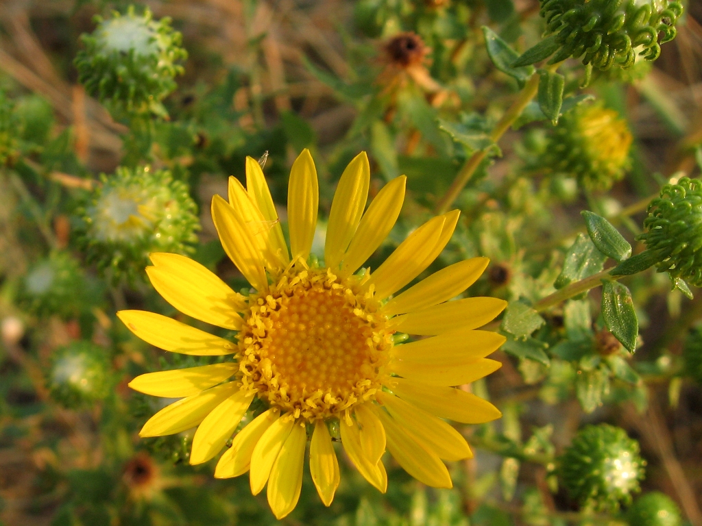 Изображение особи Grindelia squarrosa.