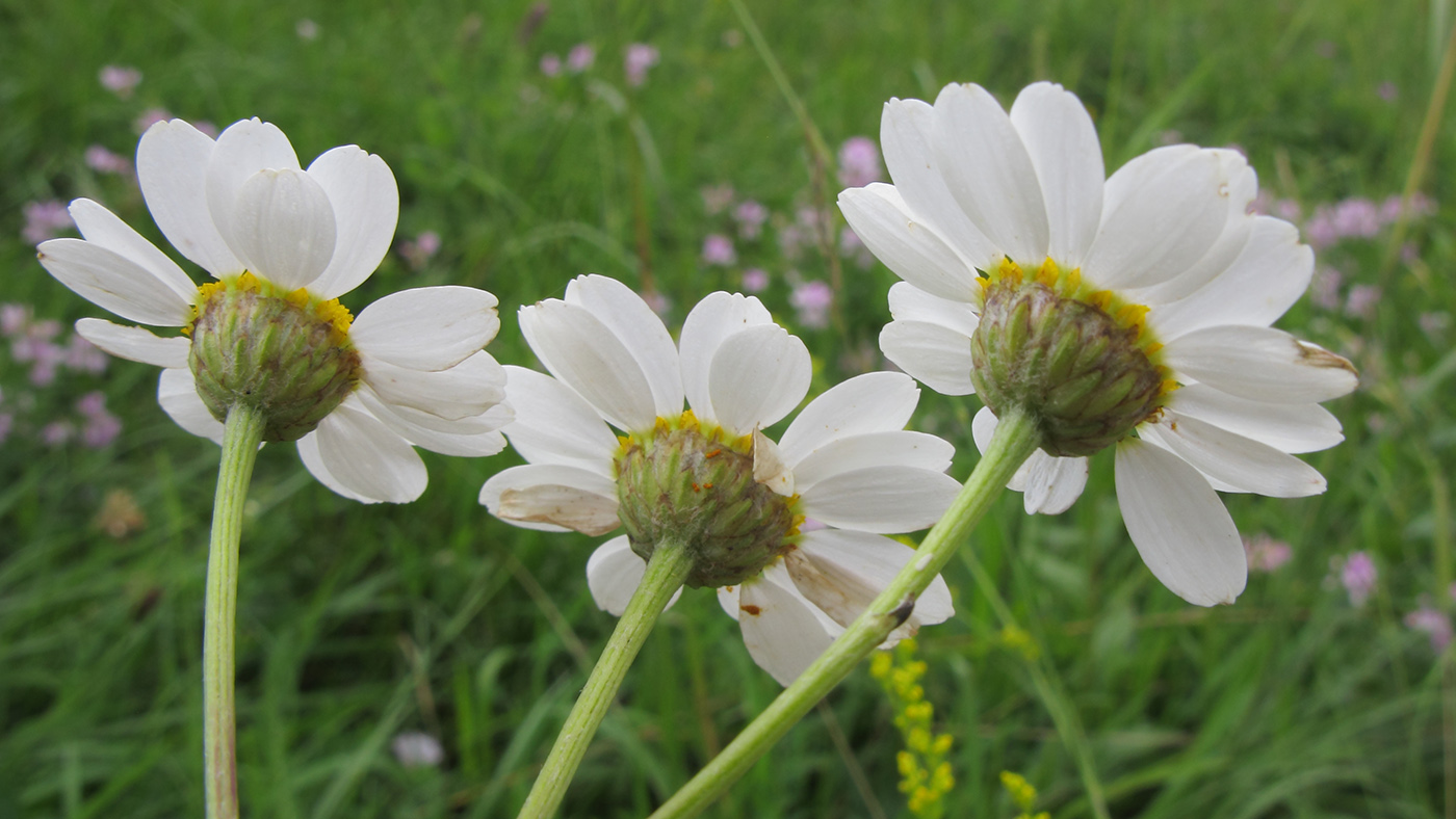 Изображение особи Pyrethrum corymbosum.