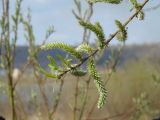 Salix viminalis. Верхушка побега с соцветиями и распускающимися листочками. Иркутская обл., Иркутский р-н, левый берег р. Ангара. 09.05.2015.