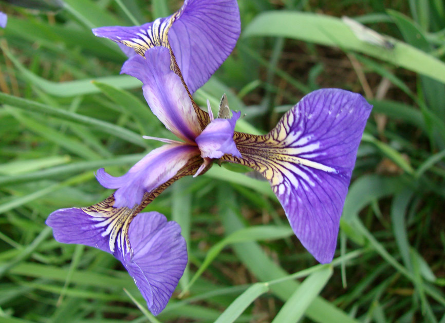 Image of Iris setosa specimen.