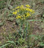 Bupleurum scorzonerifolium. Цветущее растение. Иркутская обл., Иркутский р-н, окр. дер. Жердовка, луг. 14.08.2015.