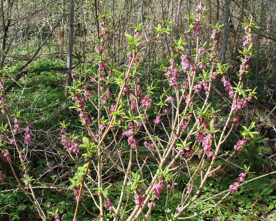 Image of Daphne mezereum specimen.