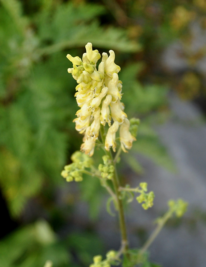 Изображение особи Aconitum crassifolium.