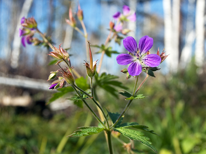 Image of Geranium sylvaticum specimen.