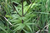 Смотреть изображение Valeriana rossica
