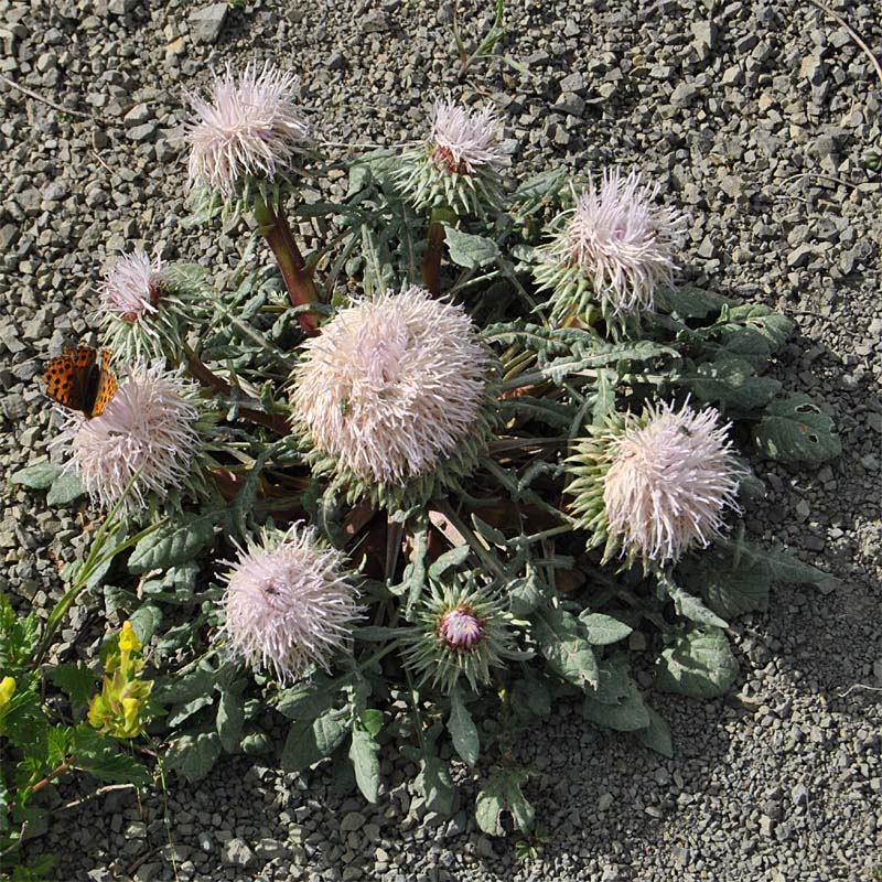 Изображение особи Jurinella moschus.