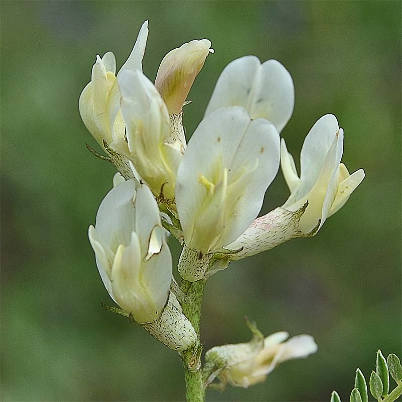 Image of Astragalus resupinatus specimen.