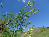 Astragalus scleropodius