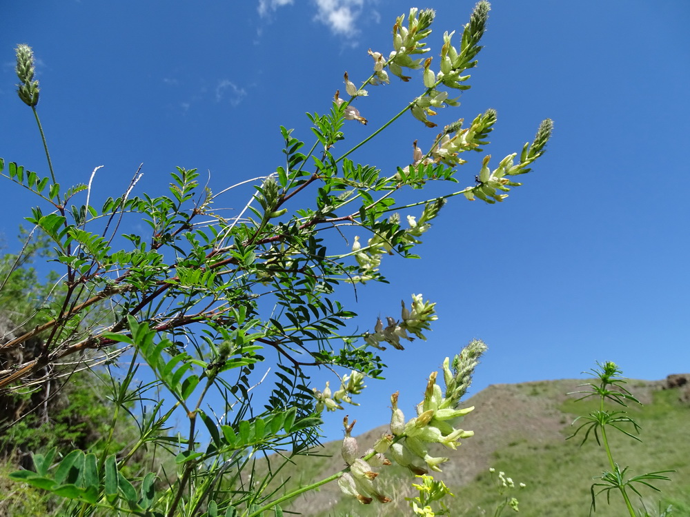 Изображение особи Astragalus scleropodius.