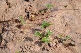 Fragaria vesca. Ползучие укореняющиеся побеги. Московская обл., окр. г. Железнодорожный, вырубка на окраине смешанного леса. 29.06.2016.