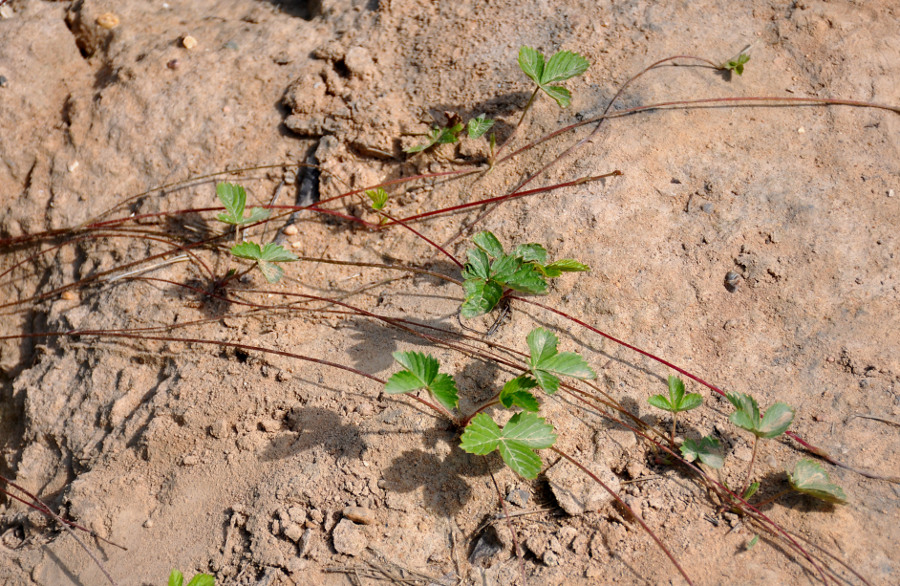 Image of Fragaria vesca specimen.