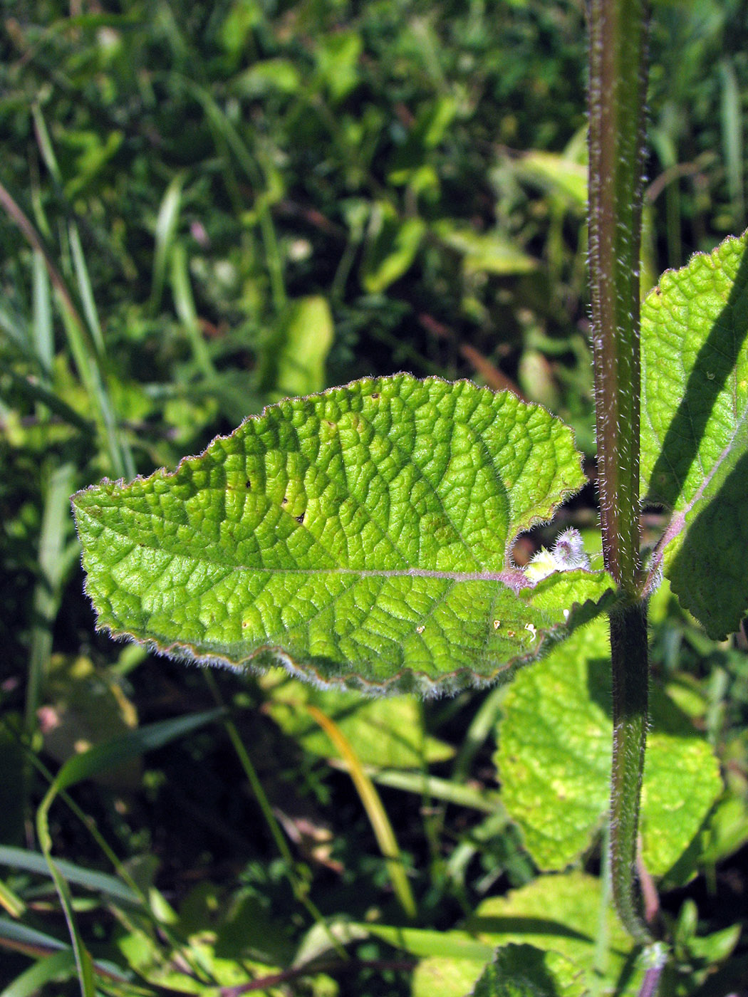 Изображение особи Salvia verticillata.