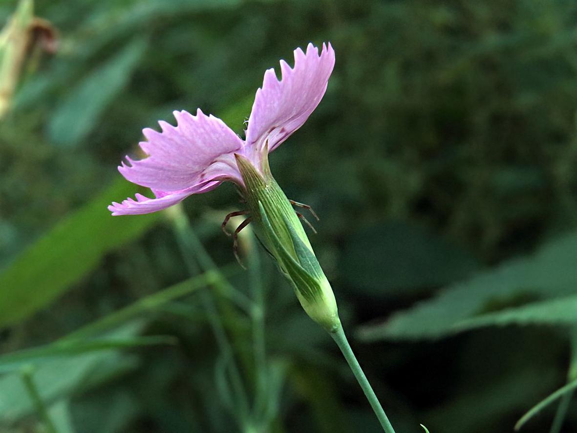 Image of Dianthus fischeri specimen.