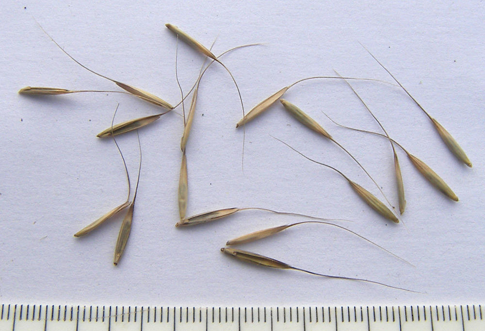 Image of Elymus caninus specimen.