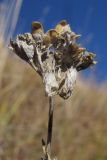 Gypsophila tenuifolia. Засыхающее соплодие. Адыгея, Кавказский биосферный заповедник, юго-восточный склон горы Оштен, ≈ 2600 м н.у.м., на скале. 17.10.2015.