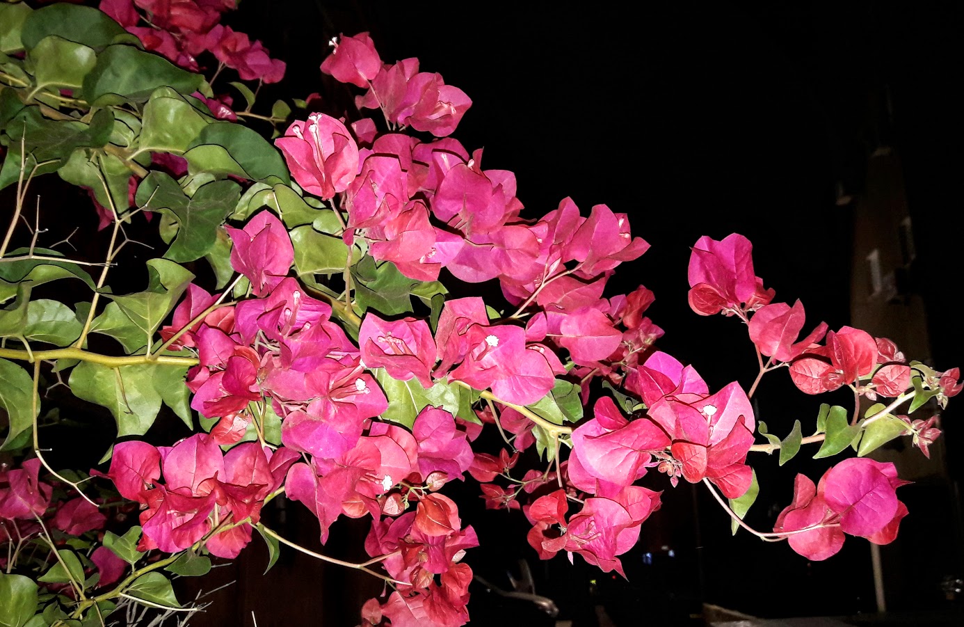 Изображение особи род Bougainvillea.