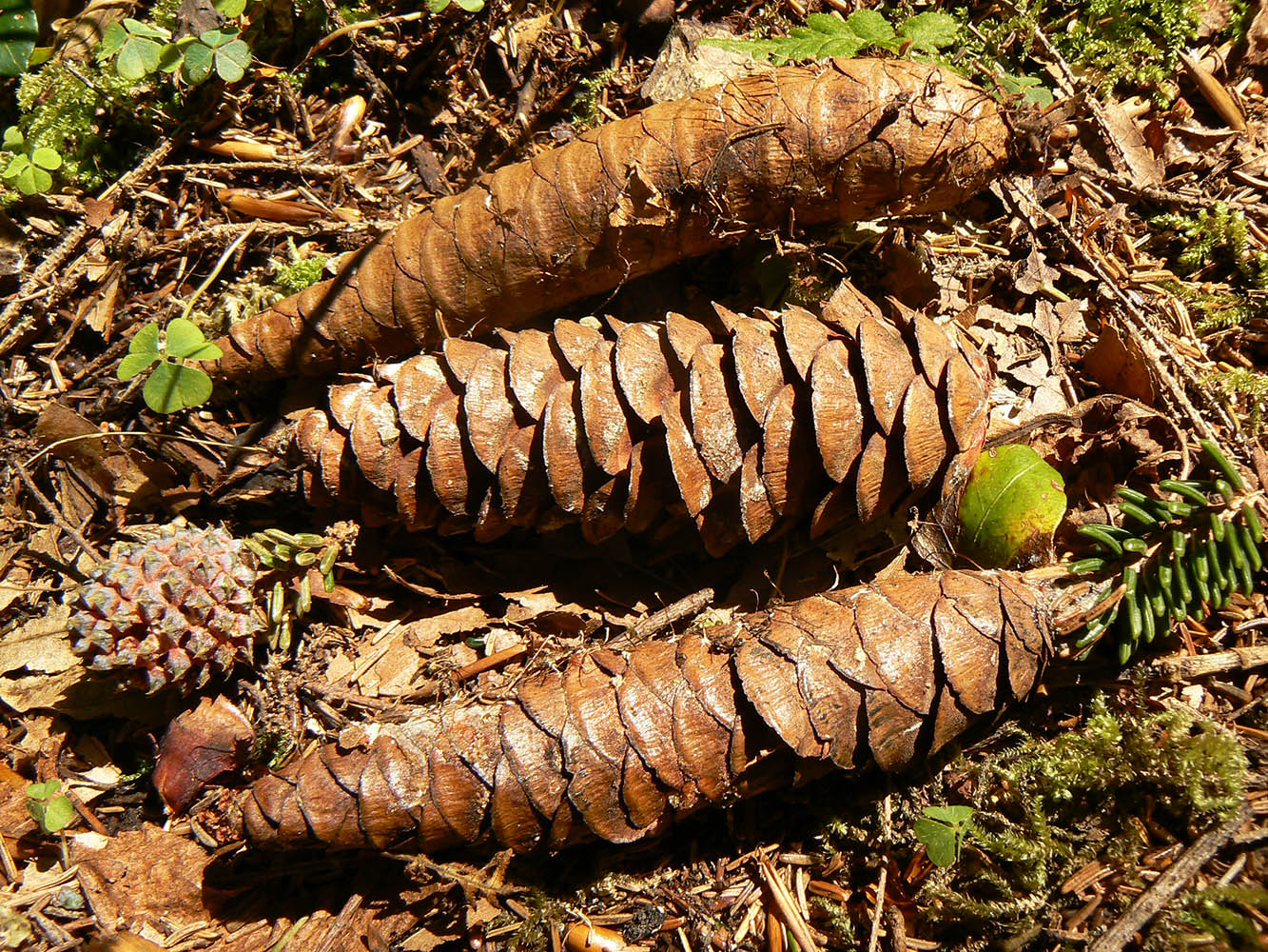 Изображение особи Picea orientalis.