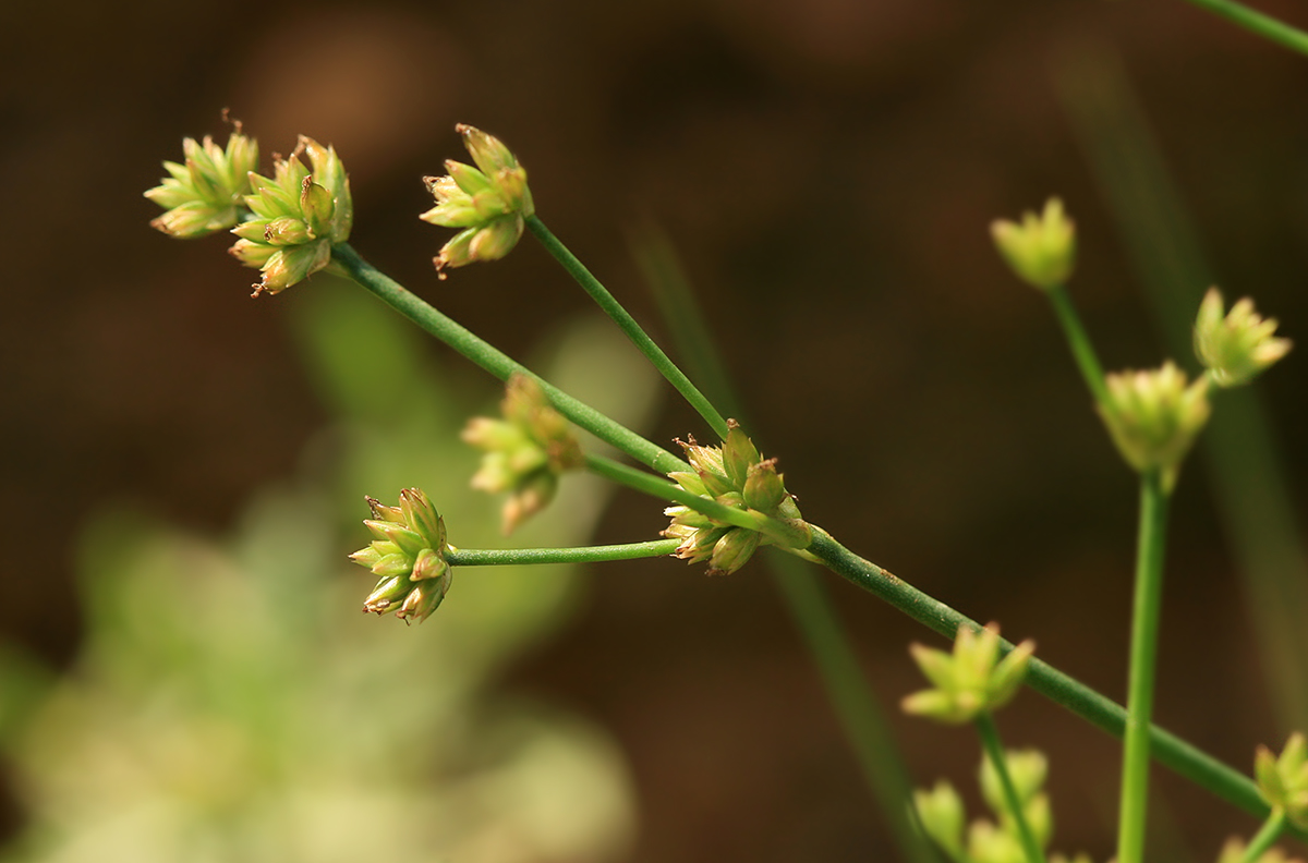 Image of Juncus turczaninowii specimen.