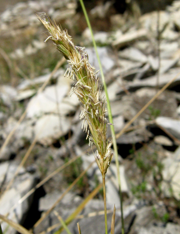 Image of Sesleria alba specimen.